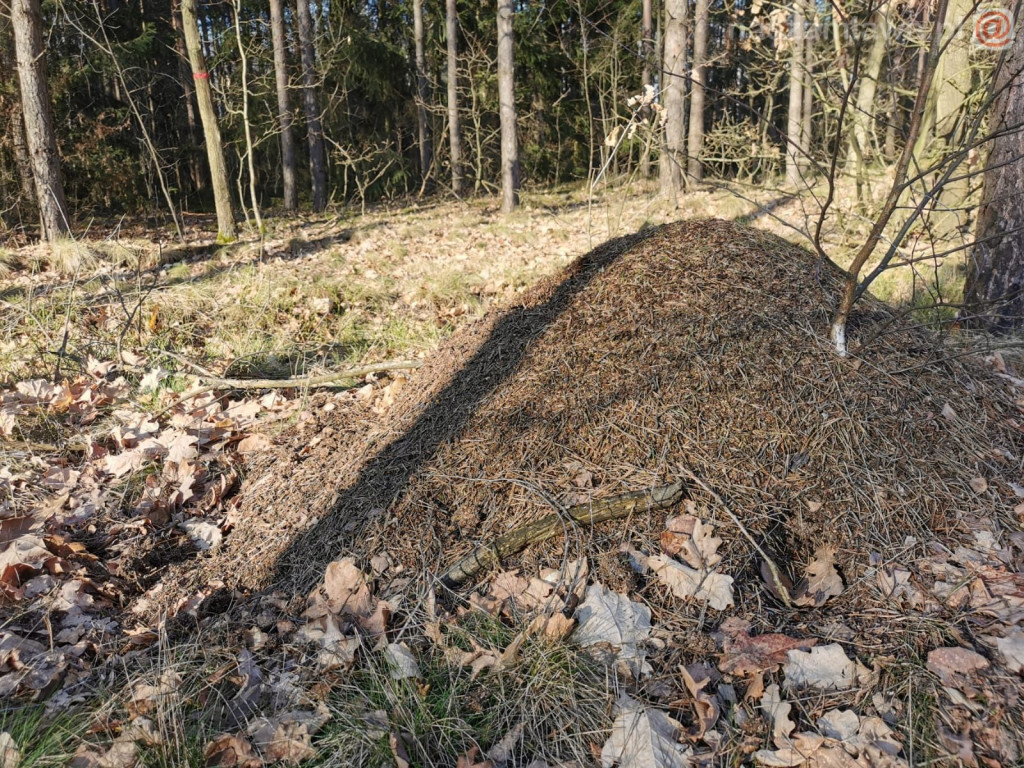 Zwiastun nadchodzącej wiosny [ZDJĘCIA]