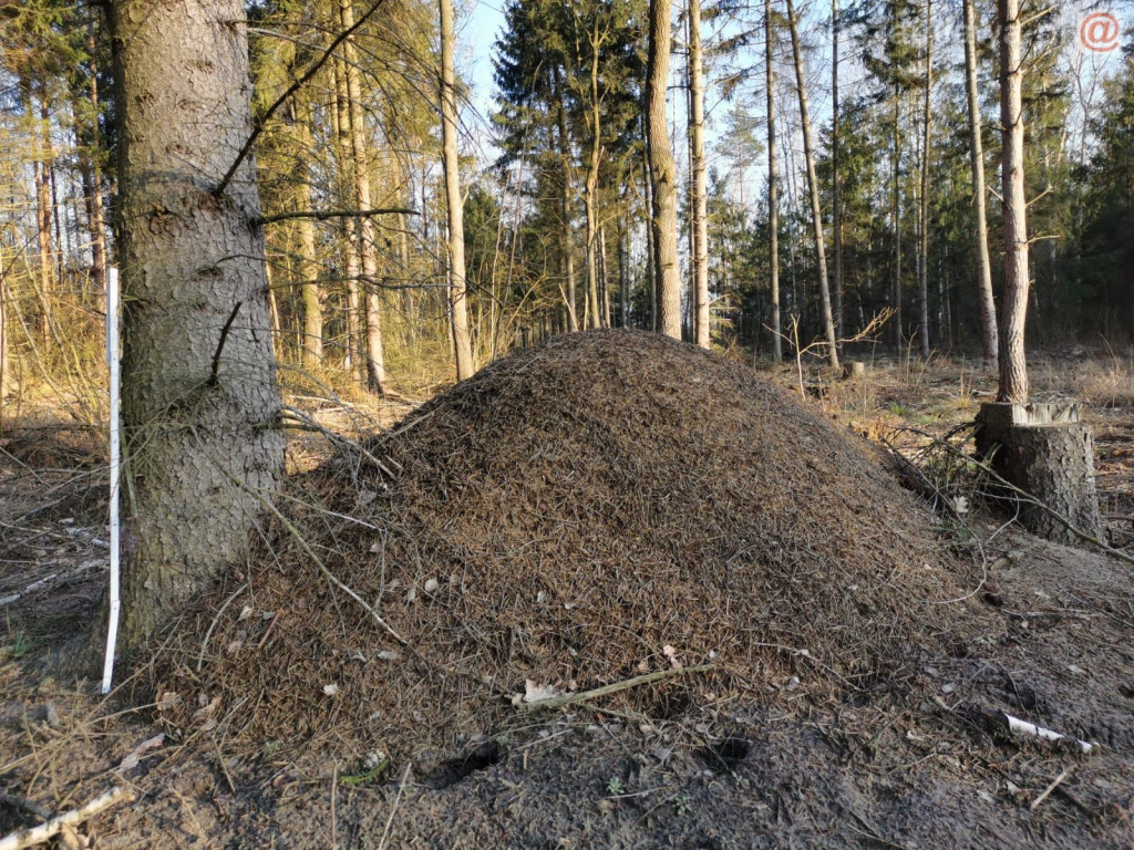 Zwiastun nadchodzącej wiosny [ZDJĘCIA]