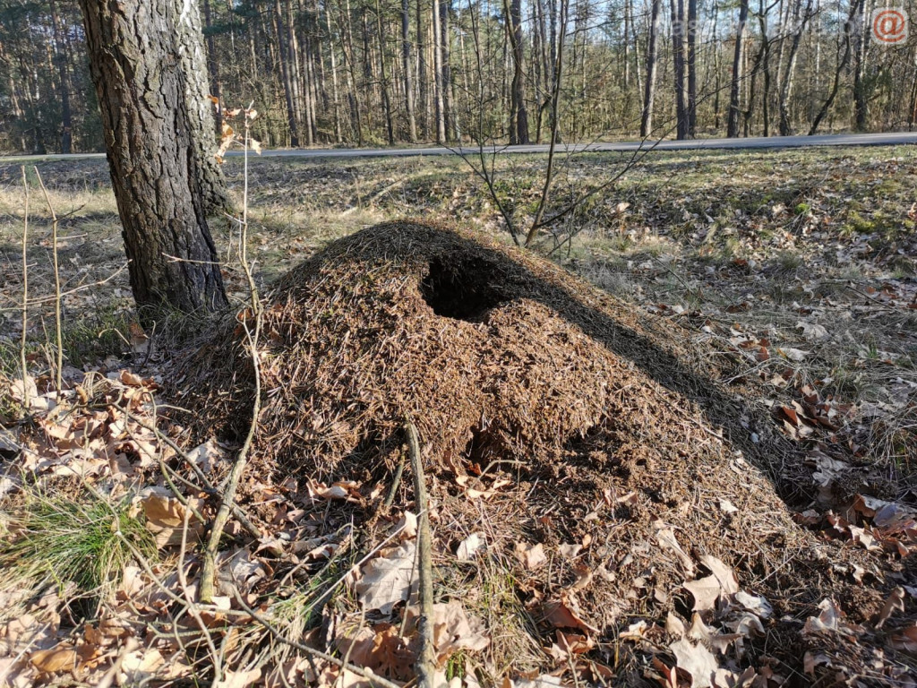 Zwiastun nadchodzącej wiosny [ZDJĘCIA]