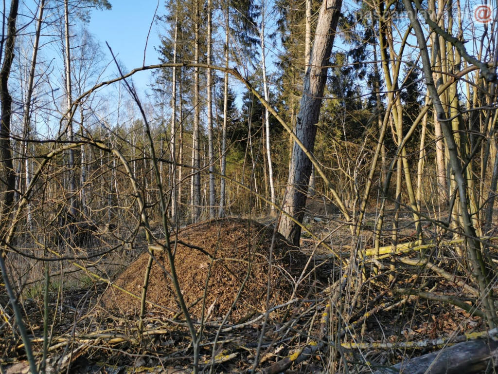 Zwiastun nadchodzącej wiosny [ZDJĘCIA]