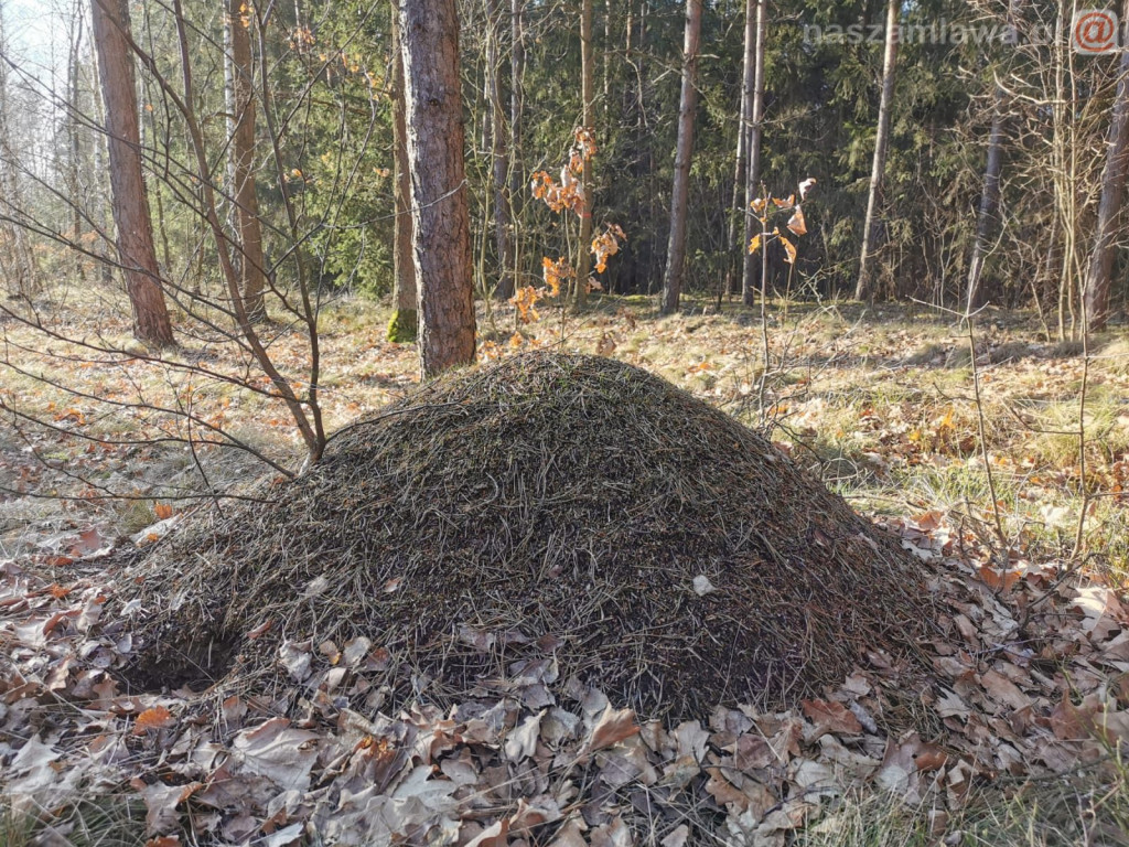 Zwiastun nadchodzącej wiosny [ZDJĘCIA]