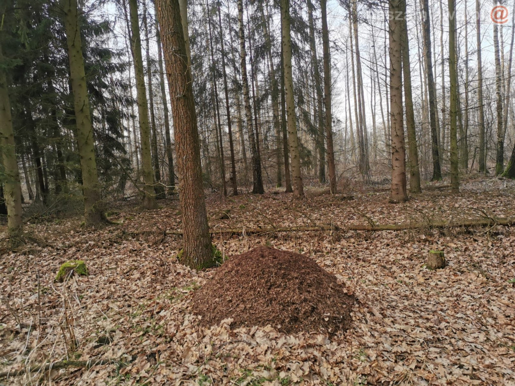 Zwiastun nadchodzącej wiosny [ZDJĘCIA]