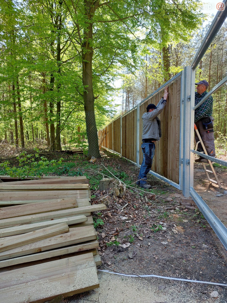 Prace przy Pokazowej Zagrodzie Żubrów [ZDJĘCIA]