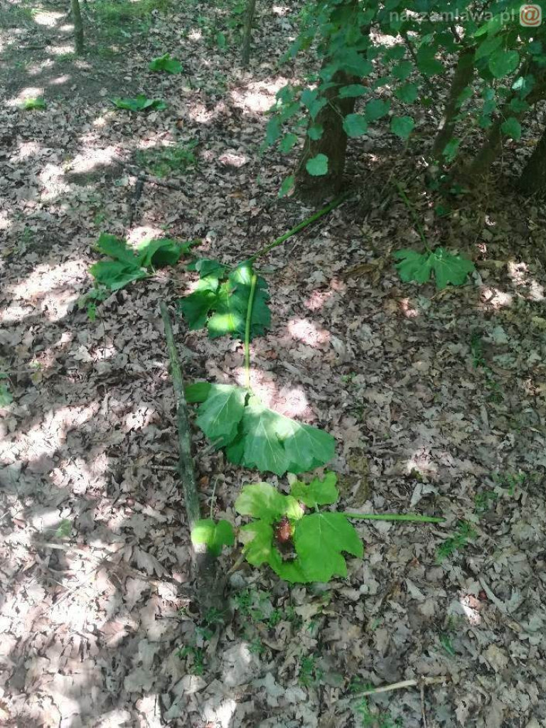 Zobaczysz to w lesie? Omijaj z daleka [ZDJĘCIA]