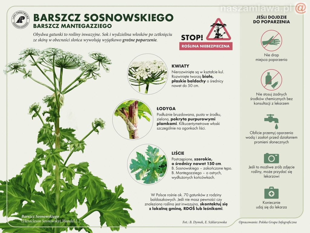 Zobaczysz to w lesie? Omijaj z daleka [ZDJĘCIA]