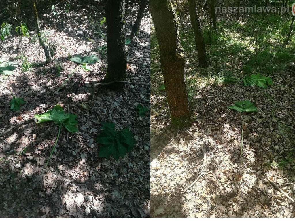 Zobaczysz to w lesie? Omijaj z daleka [ZDJĘCIA]