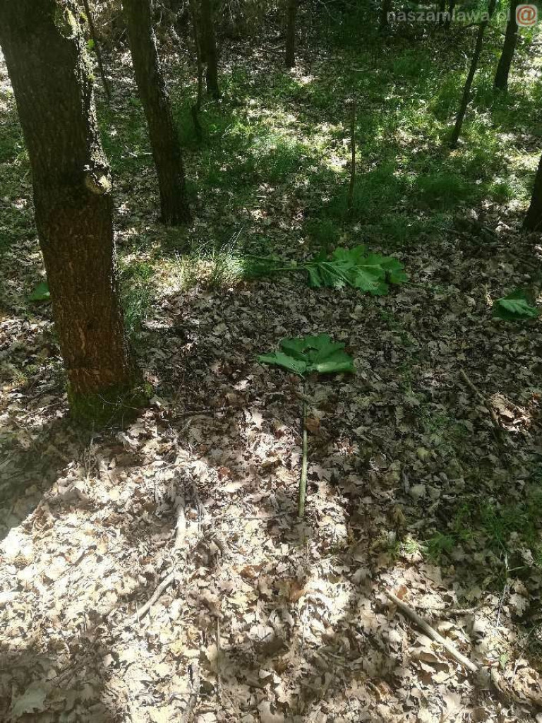 Zobaczysz to w lesie? Omijaj z daleka [ZDJĘCIA]