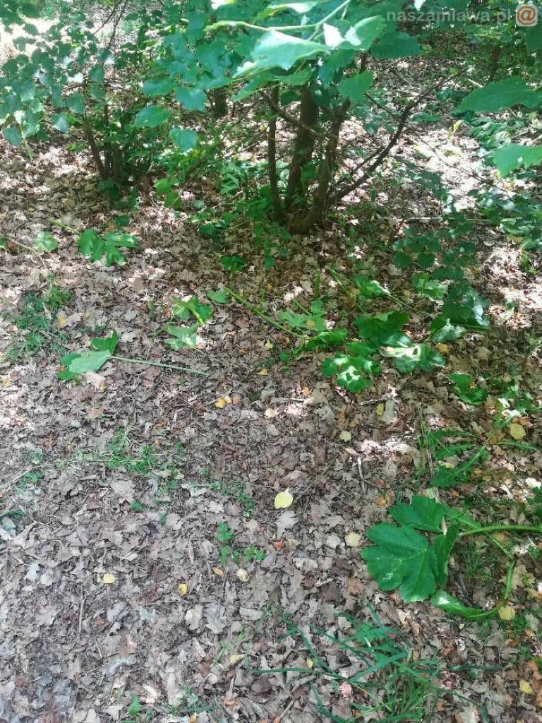 Zobaczysz to w lesie? Omijaj z daleka [ZDJĘCIA]