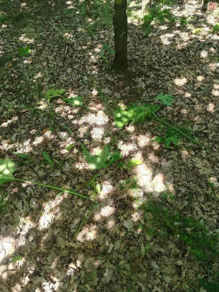 Zobaczysz to w lesie? Omijaj z daleka [ZDJĘCIA]