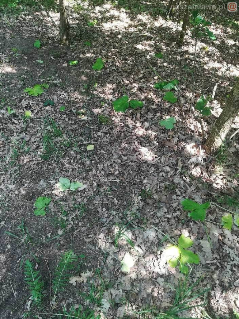 Zobaczysz to w lesie? Omijaj z daleka [ZDJĘCIA]