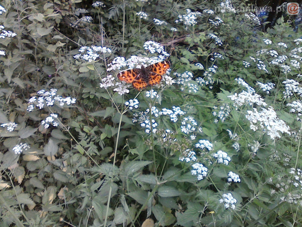 Nie łap, nie dotykaj, fotografuj! [ZDJĘCIA]
