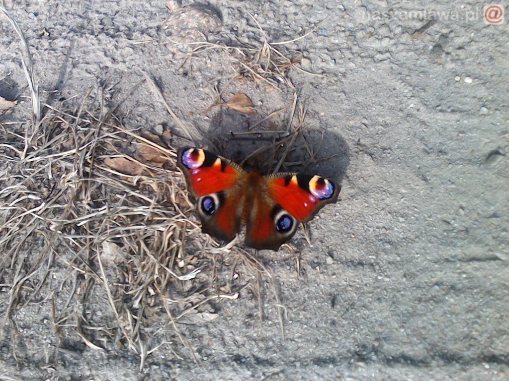 Nie łap, nie dotykaj, fotografuj! [ZDJĘCIA]