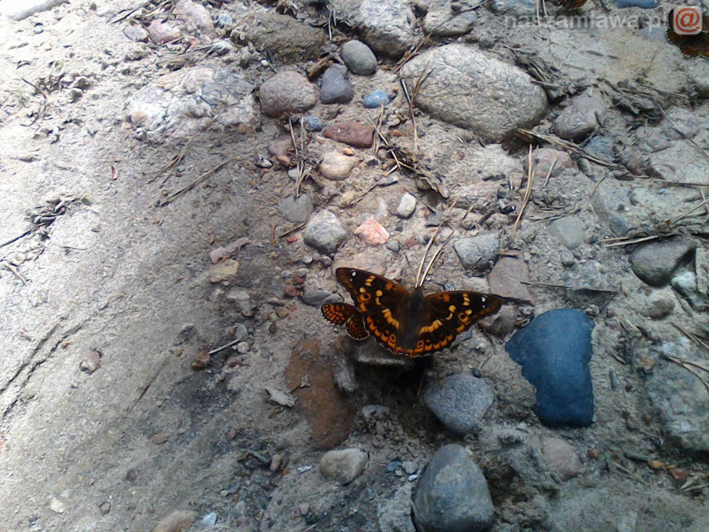 Nie łap, nie dotykaj, fotografuj! [ZDJĘCIA]