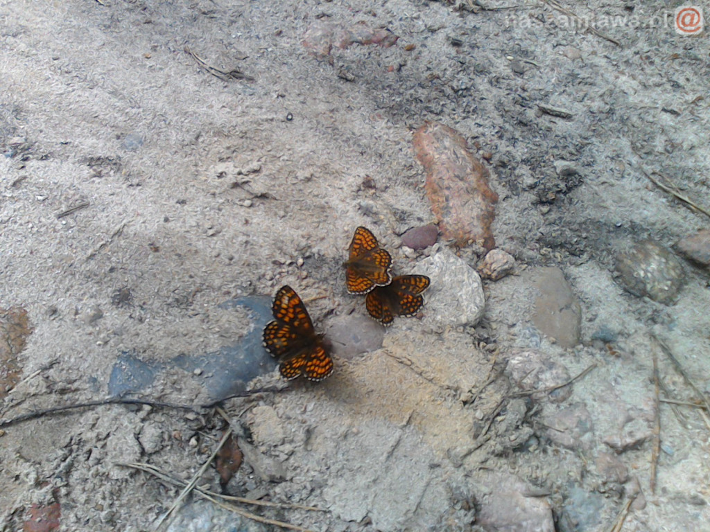 Nie łap, nie dotykaj, fotografuj! [ZDJĘCIA]