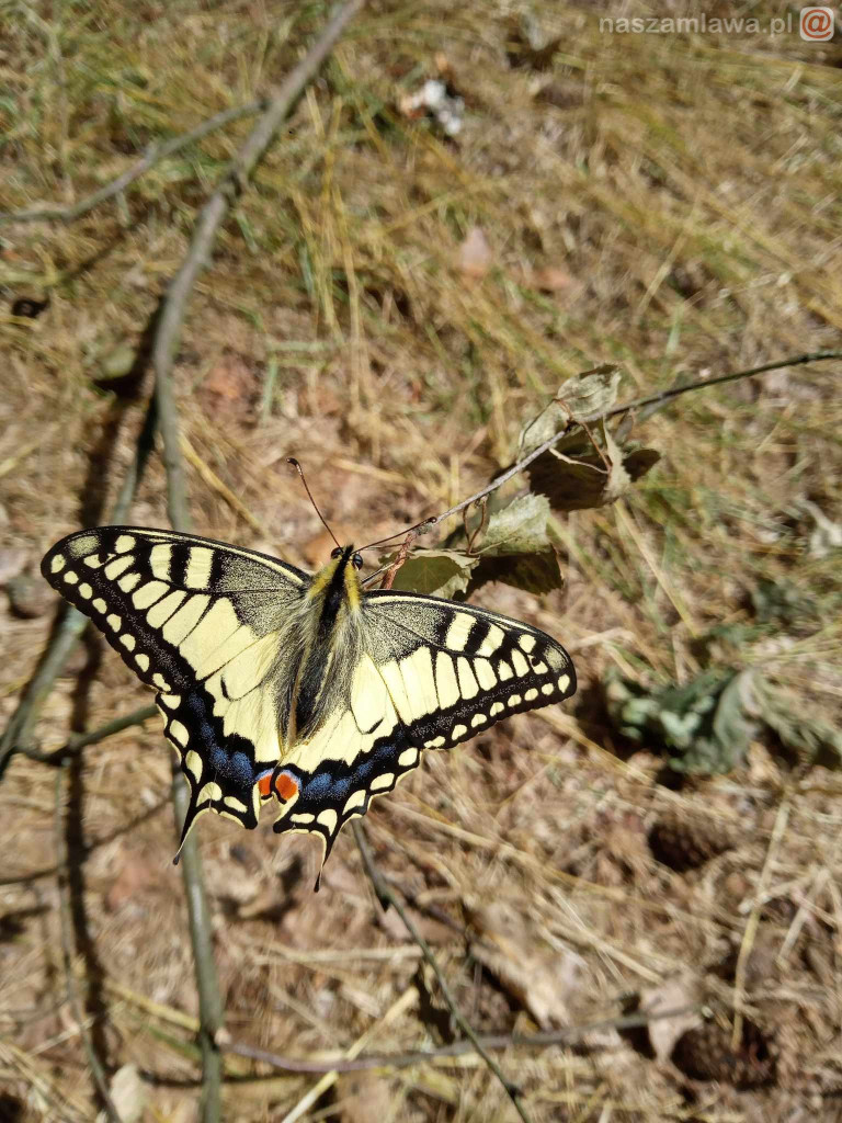 Nie łap, nie dotykaj, fotografuj! [ZDJĘCIA]
