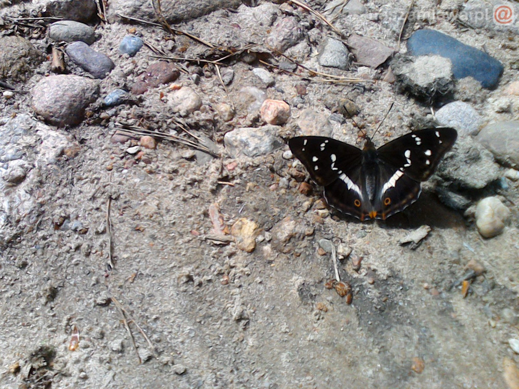 Nie łap, nie dotykaj, fotografuj! [ZDJĘCIA]