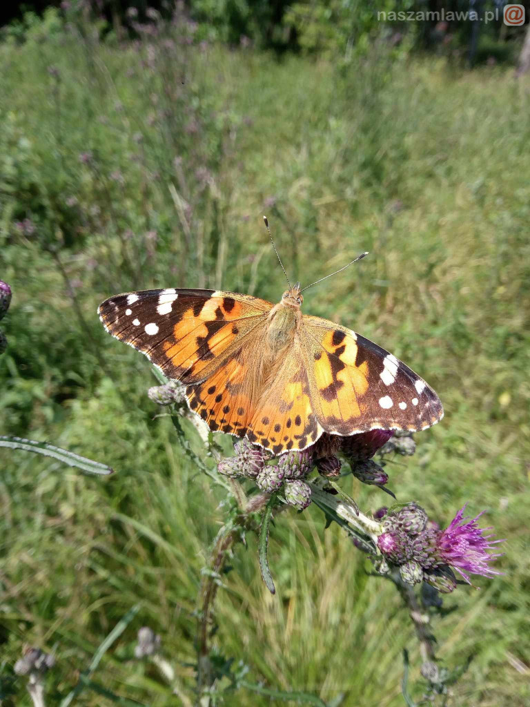 Nie łap, nie dotykaj, fotografuj! [ZDJĘCIA]
