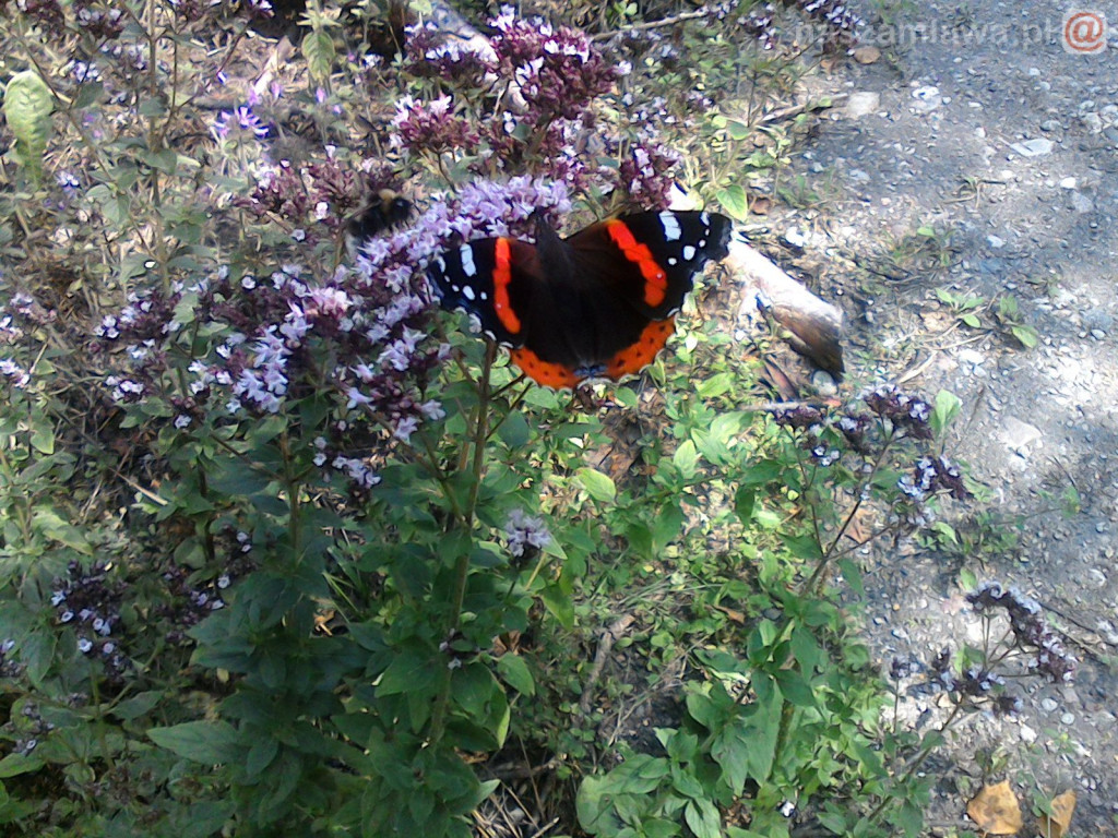 Nie łap, nie dotykaj, fotografuj! [ZDJĘCIA]