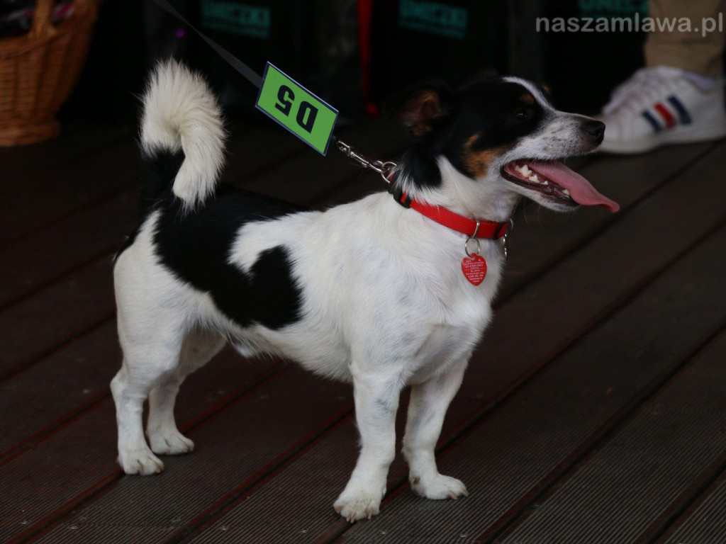 Piknik z Czworonogiem [ZDJĘCIA]