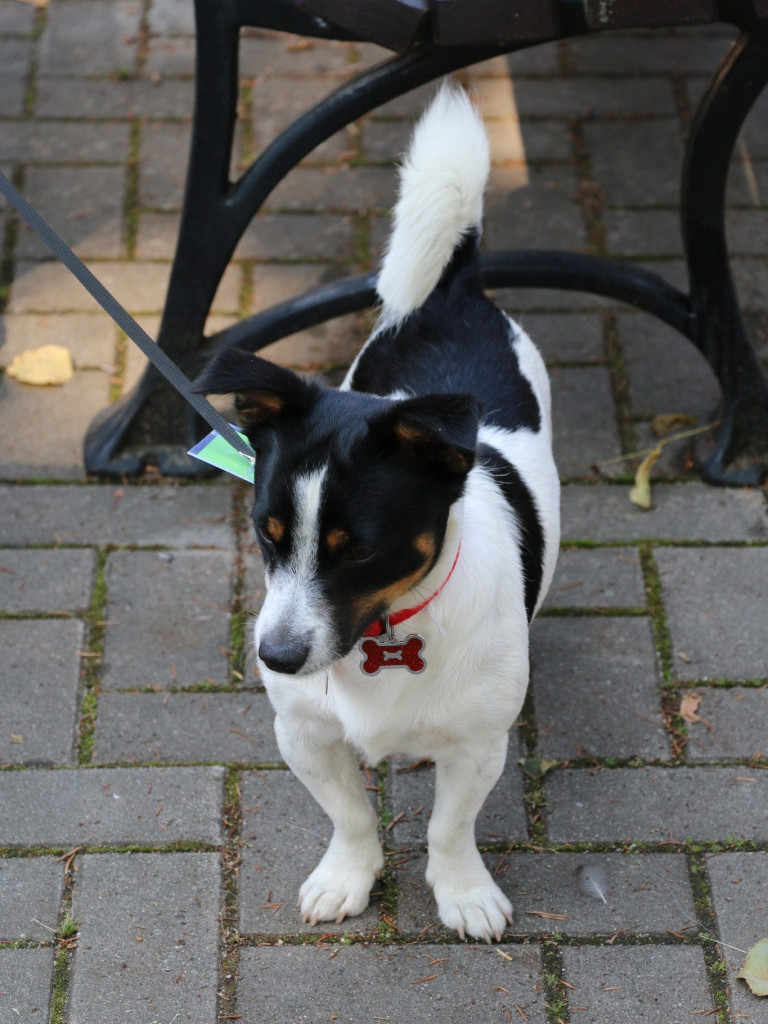 Piknik z Czworonogiem [ZDJĘCIA]