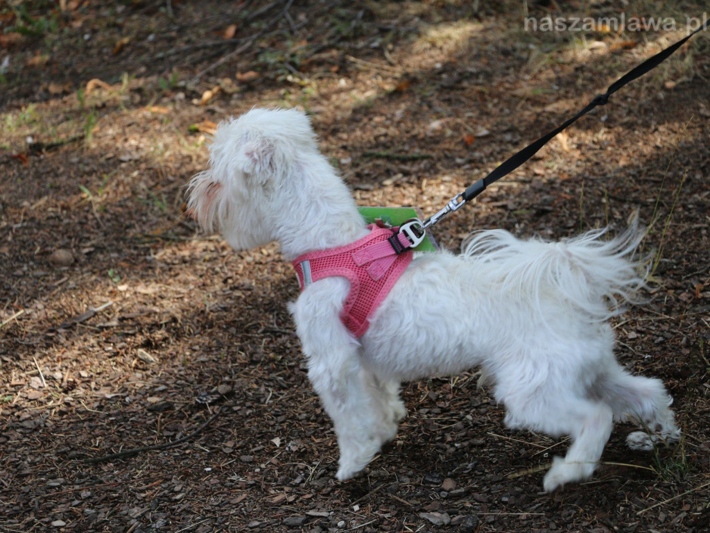 Piknik z Czworonogiem [ZDJĘCIA]