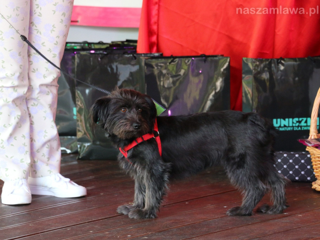 Piknik z Czworonogiem [ZDJĘCIA]