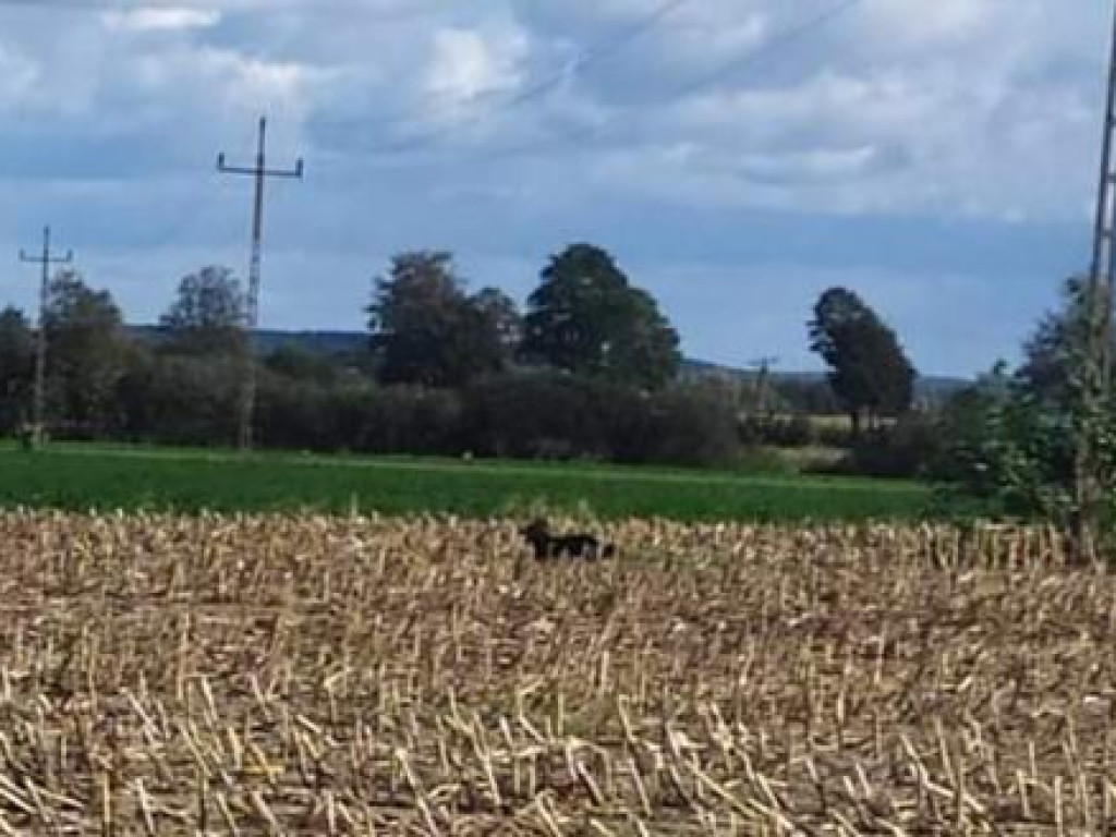 Święto na trzech dystansach. Nie zabrakło nordic-walking