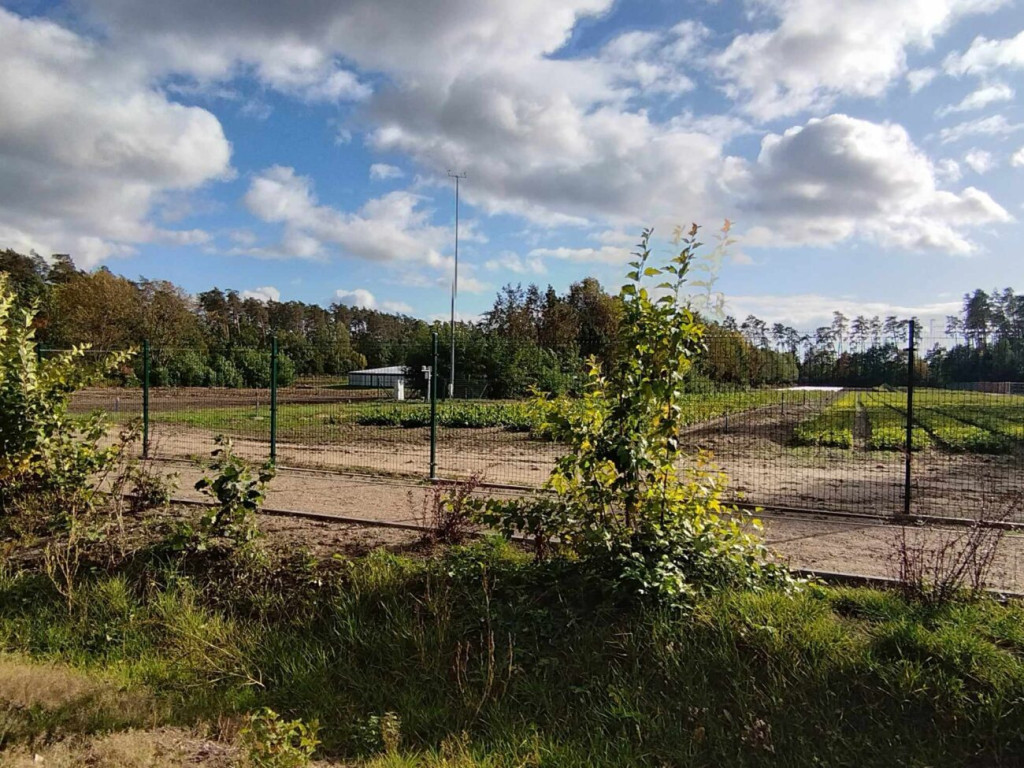 Prace przy 10-hektarowej zagrodzie dla żubrów [ZDJĘCIA]