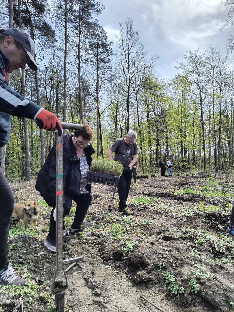 Mieszkańcy w akcji sadzenia lasu [ZDJĘCIA I FILMY]