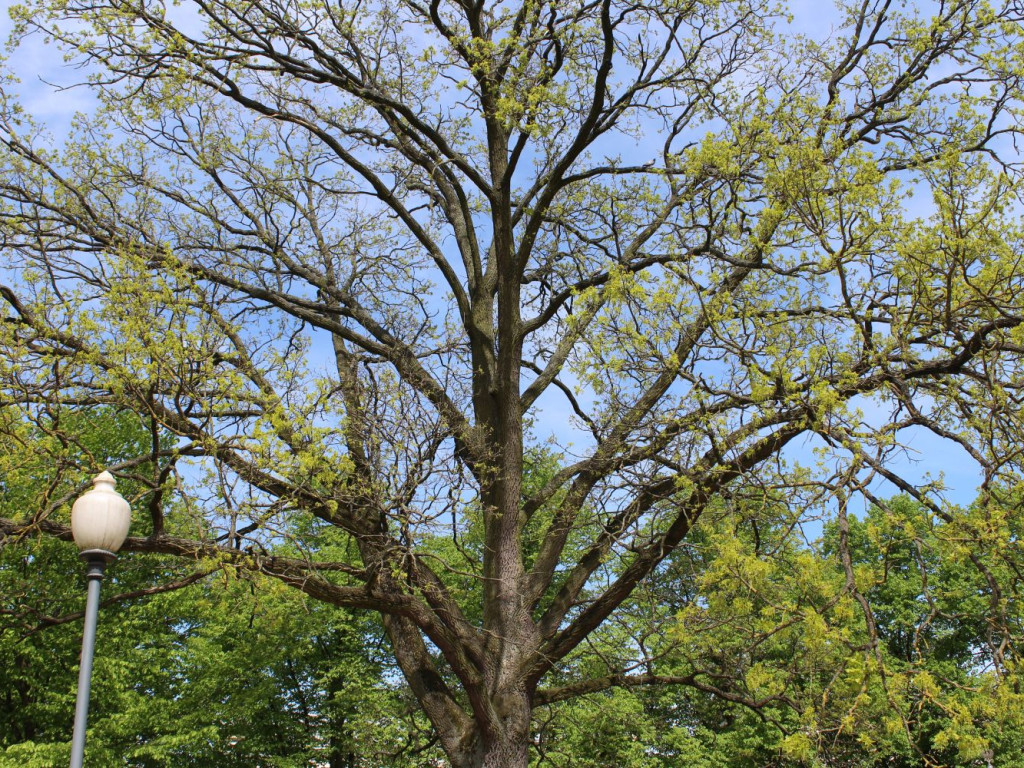 Mławskie obchody uchwalenia Konstytucji 3 Maja