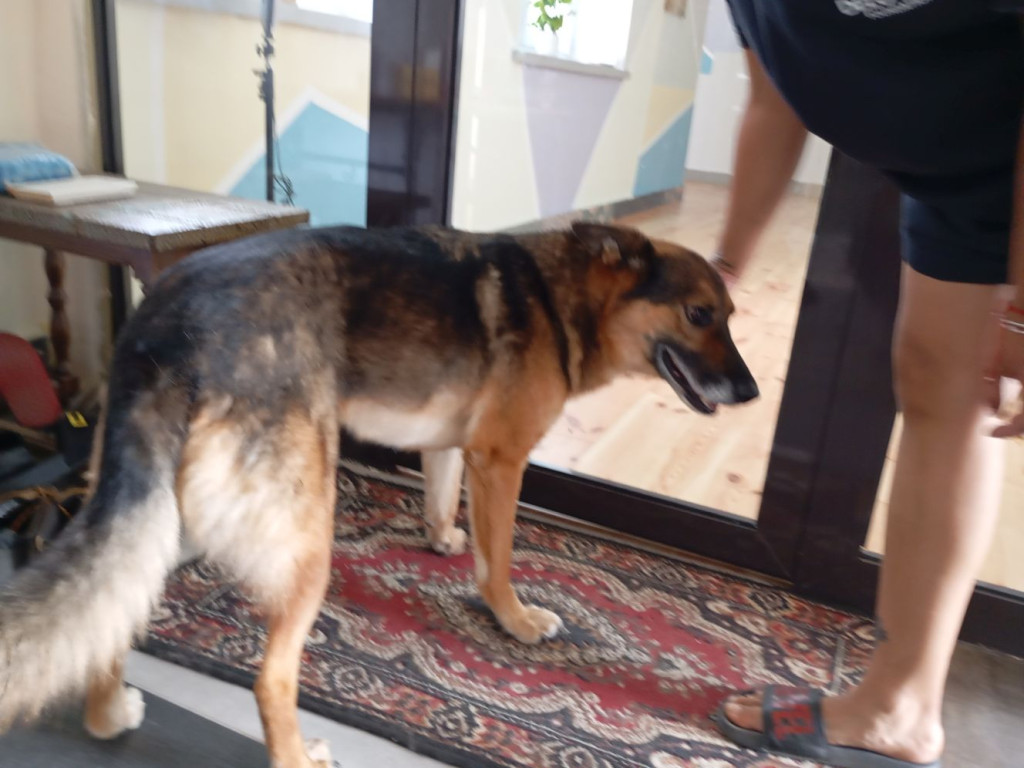 Motocykliści w domu dla zwierząt. Byli pod wrażeniem