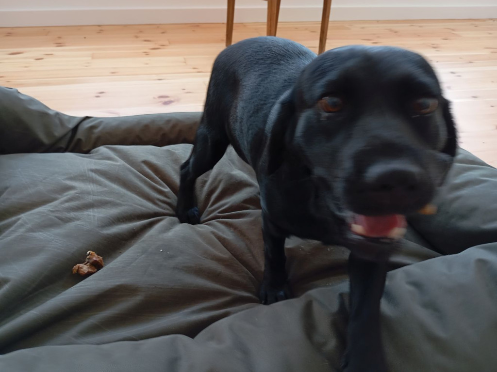 Motocykliści w domu dla zwierząt. Byli pod wrażeniem