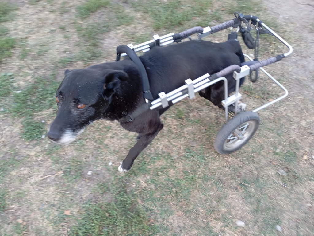 Motocykliści w domu dla zwierząt. Byli pod wrażeniem