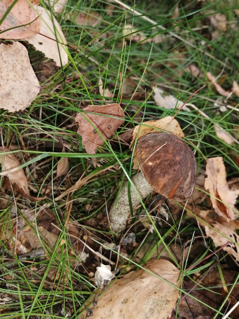 Czas na grzyby! Gdzie najlepsze okazy?