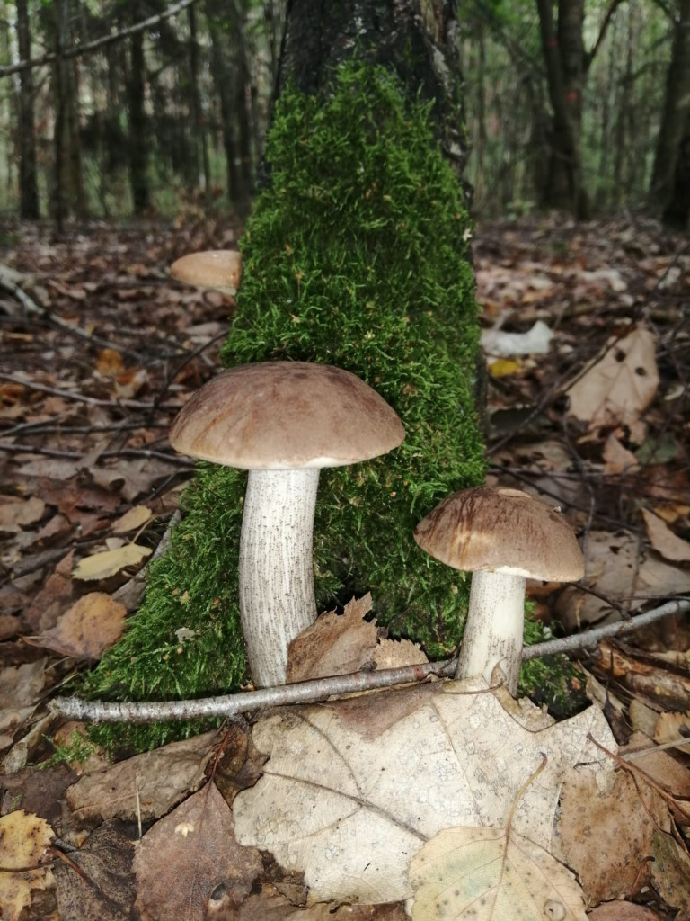 Czas na grzyby! Gdzie najlepsze okazy?