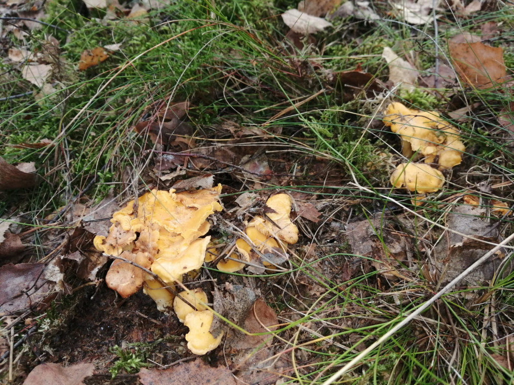 Czas na grzyby! Gdzie najlepsze okazy?