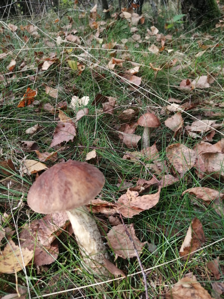 Czas na grzyby! Gdzie najlepsze okazy?