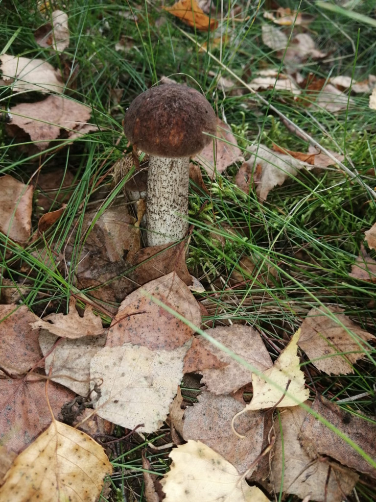 Czas na grzyby! Gdzie najlepsze okazy?