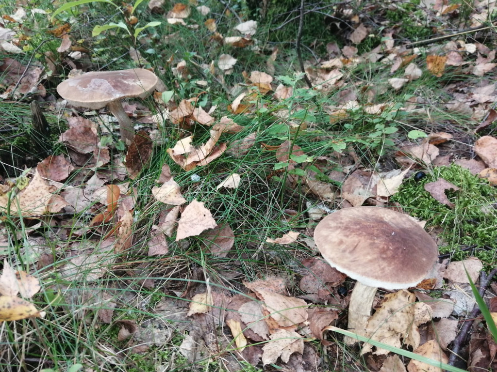 Czas na grzyby! Gdzie najlepsze okazy?