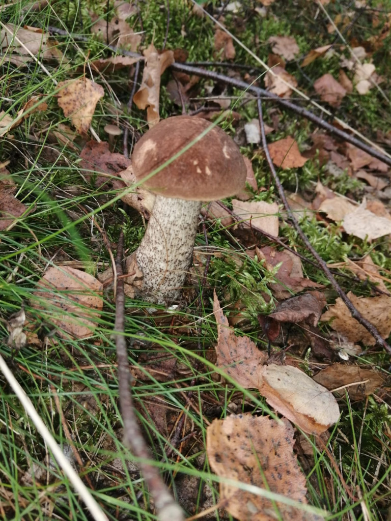 Czas na grzyby! Gdzie najlepsze okazy?