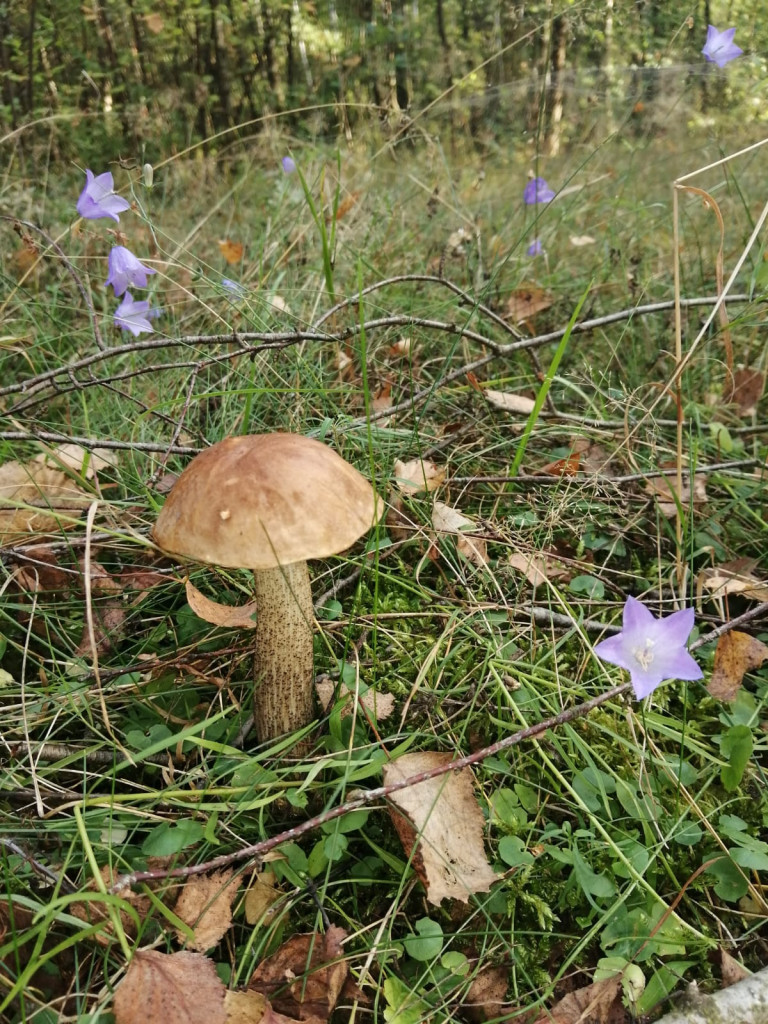 Czas na grzyby! Gdzie najlepsze okazy?