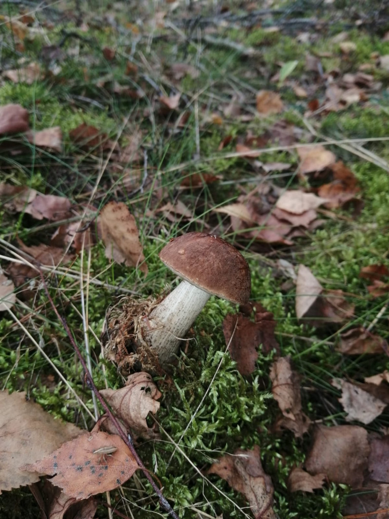 Czas na grzyby! Gdzie najlepsze okazy?