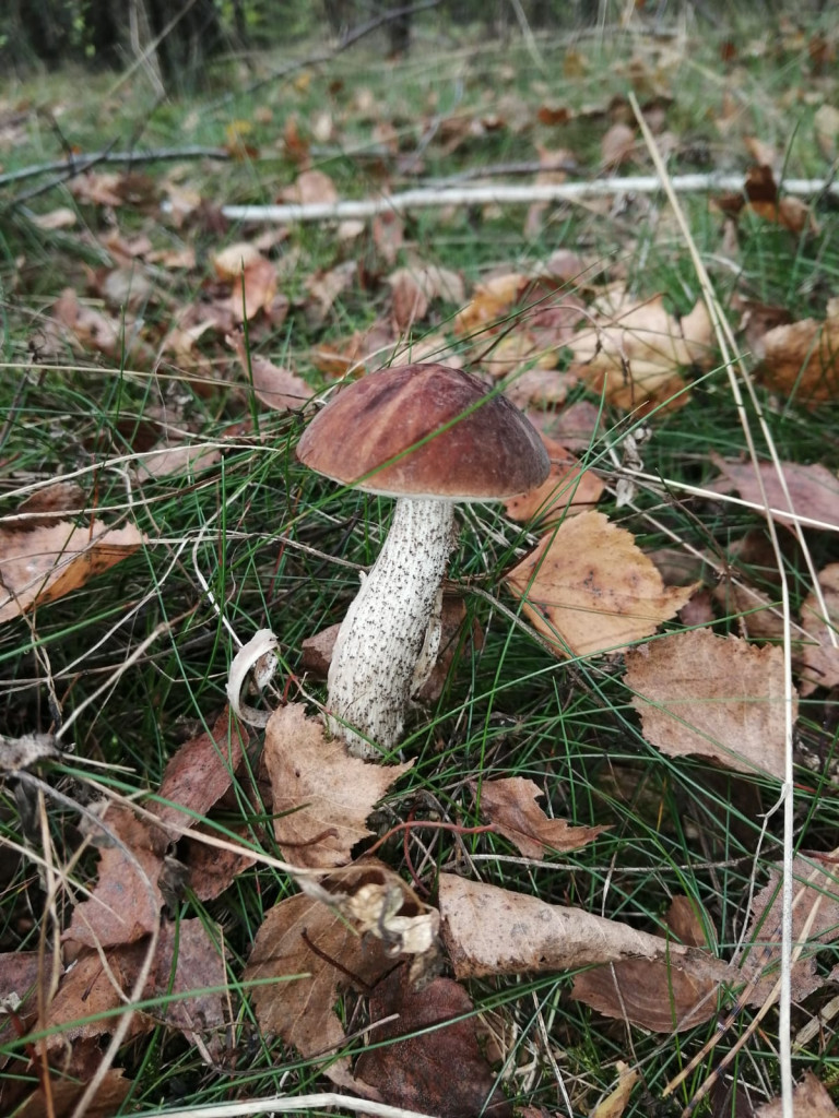 Czas na grzyby! Gdzie najlepsze okazy?