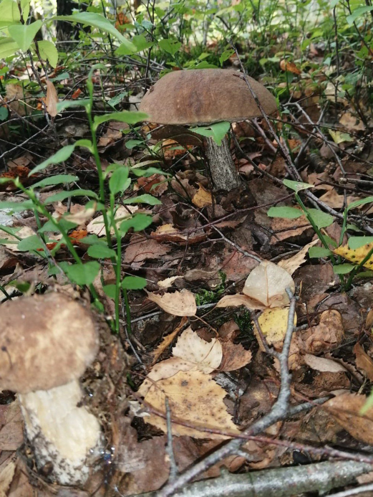 Czas na grzyby! Gdzie najlepsze okazy?