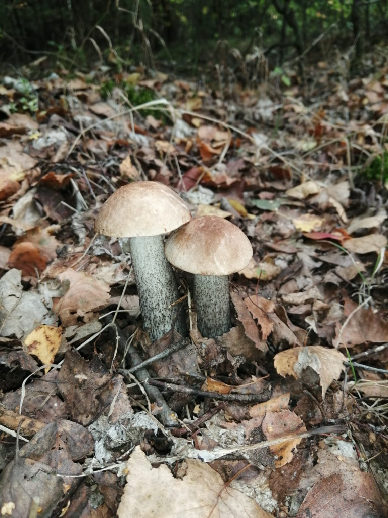 Czas na grzyby! Gdzie najlepsze okazy?