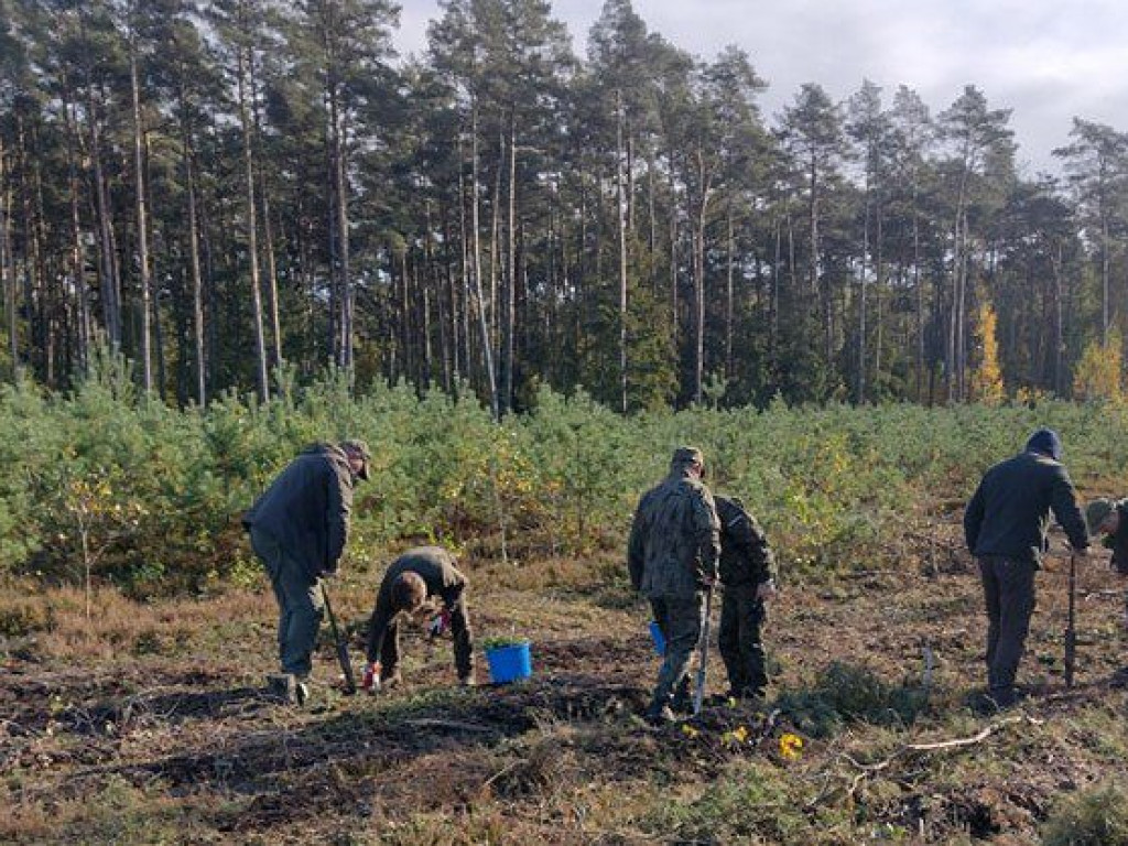 Posadzili ponad 8 tysięcy drzew