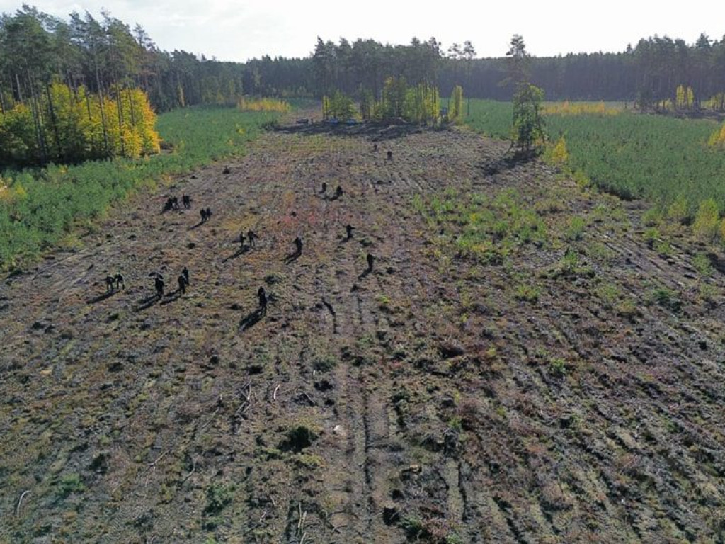 Posadzili ponad 8 tysięcy drzew