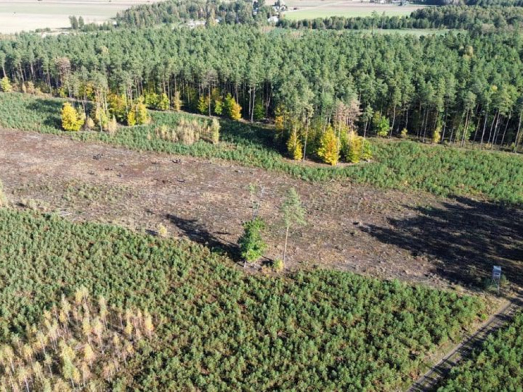 Posadzili ponad 8 tysięcy drzew