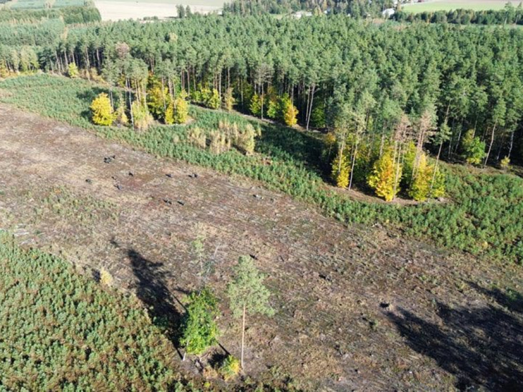 Posadzili ponad 8 tysięcy drzew