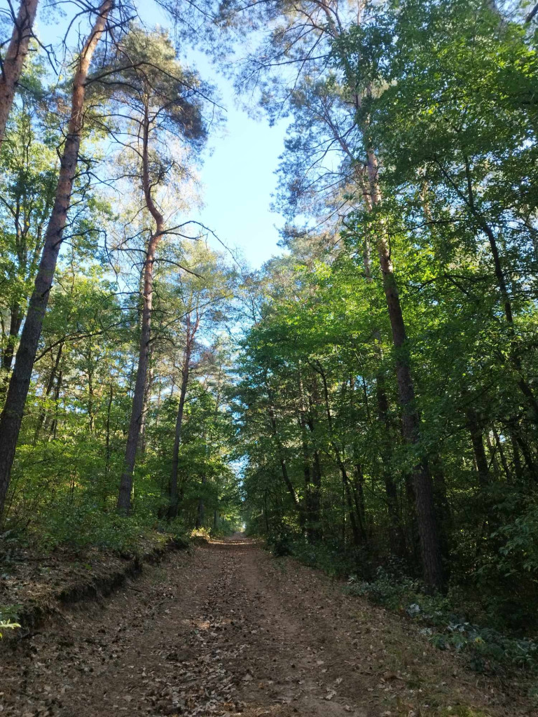 Posadzili ponad 8 tysięcy drzew